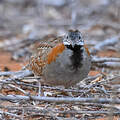 Turnix de Madagascar