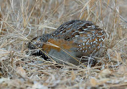 Madagascar Buttonquail