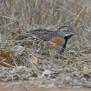 Madagascar Buttonquail