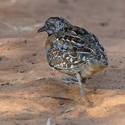 Madagascar Buttonquail