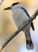 Hook-billed Vanga