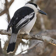 Hook-billed Vanga