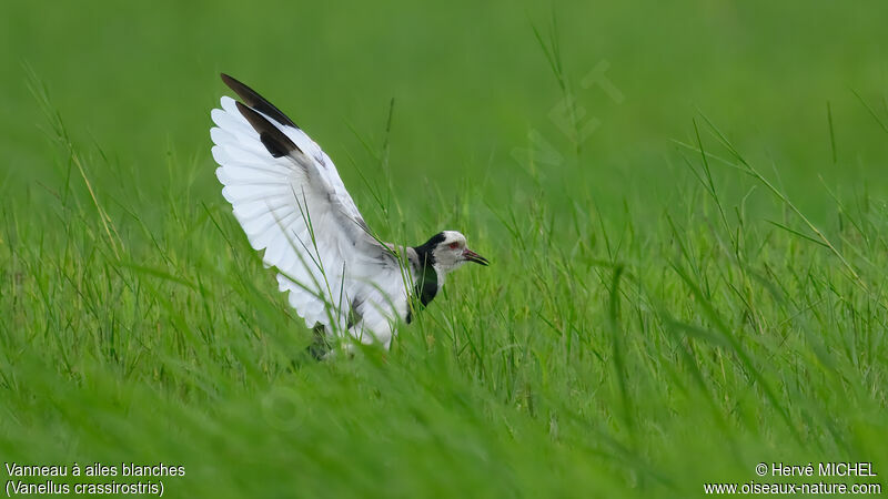 Vanneau à ailes blanches