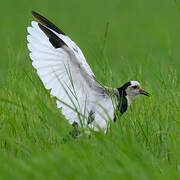 Long-toed Lapwing