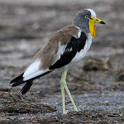 White-crowned Lapwing