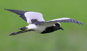 Blacksmith Lapwing