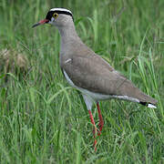 Crowned Lapwing