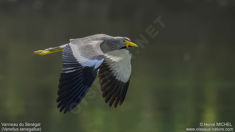 African Wattled Lapwing