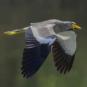 African Wattled Lapwing