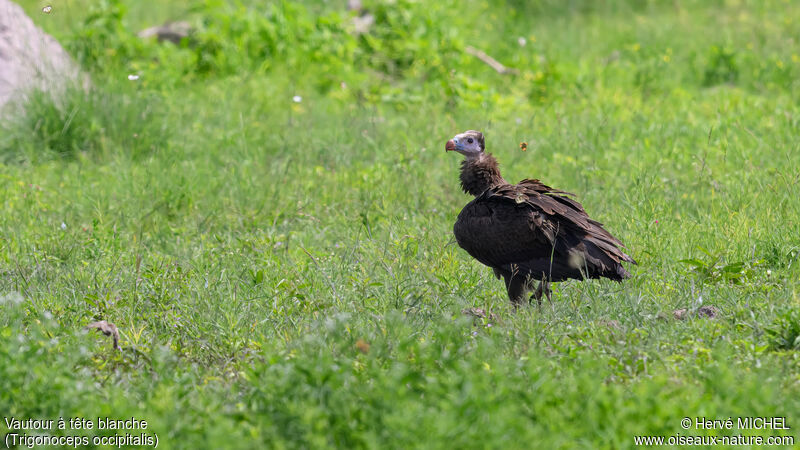 White-headed Vultureimmature