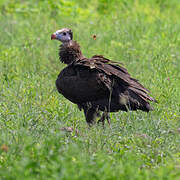 White-headed Vulture