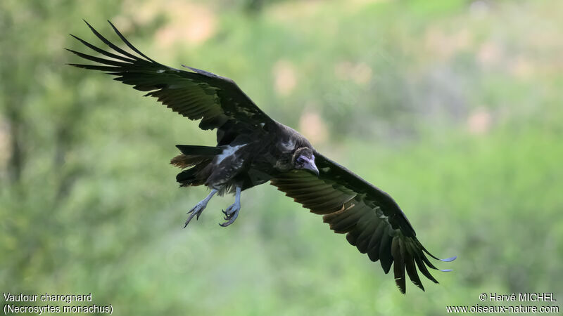 Hooded Vulture