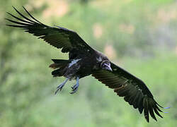 Hooded Vulture