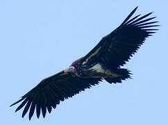 Lappet-faced Vulture