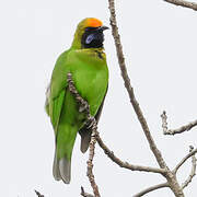 Golden-fronted Leafbird