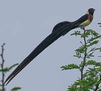 Long-tailed Paradise Whydah