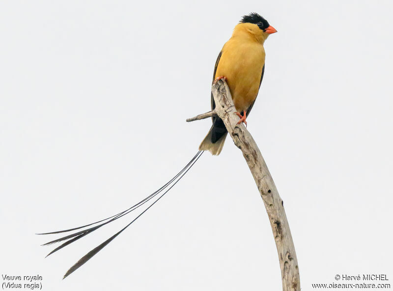 Shaft-tailed Whydah male adult breeding