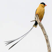 Shaft-tailed Whydah