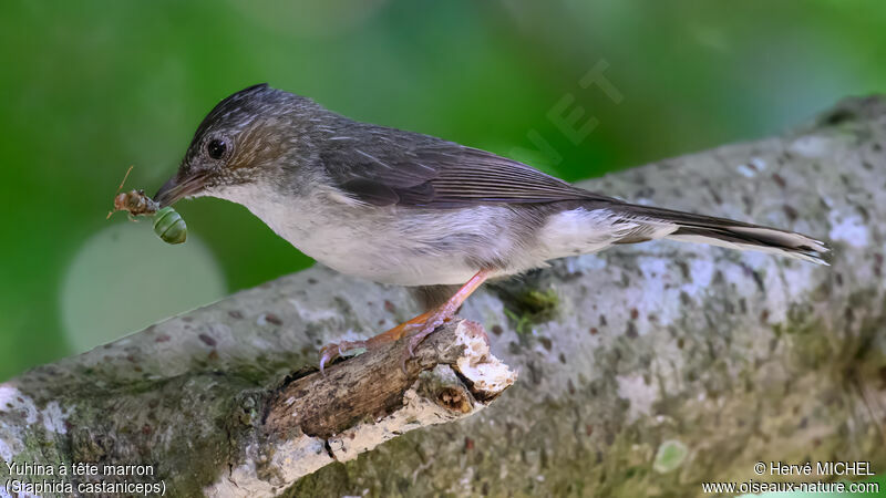 Striated Yuhina