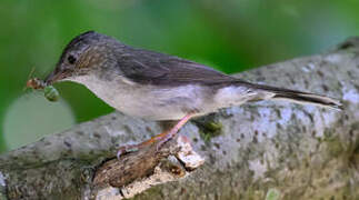 Yuhina à tête marron