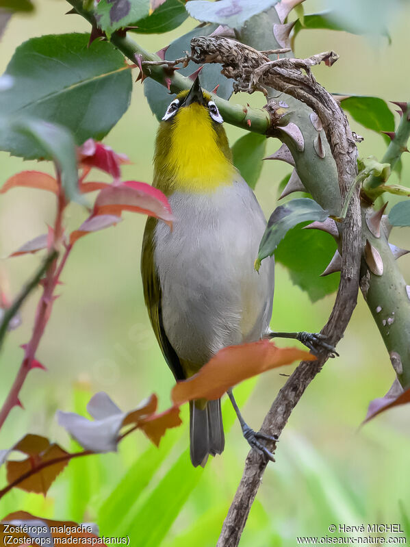 Malagasy White-eye