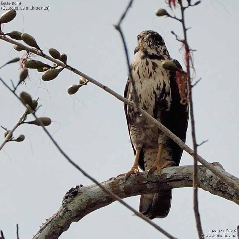 Common Black Hawkjuvenile, identification, aspect