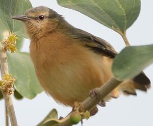 Northern Crombec - Sylvietta brachyura