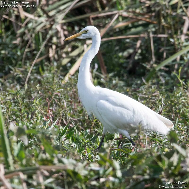 Yellow-billed Egretadult breeding, identification, aspect, pigmentation