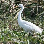 Yellow-billed Egret