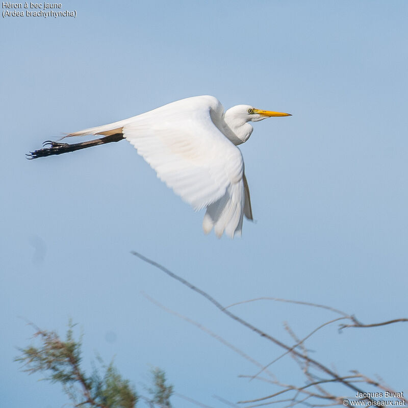 Yellow-billed Egretadult, aspect, pigmentation, Flight