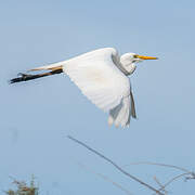 Yellow-billed Egret