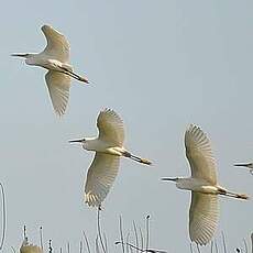 Aigrette neigeuse