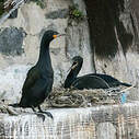 Cormoran du Cap