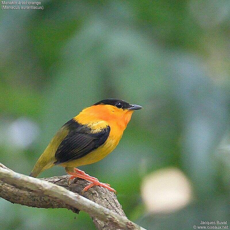 Orange-collared Manakin - Manacus aurantiacus male adult breeding ...