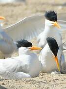 West African Crested Tern