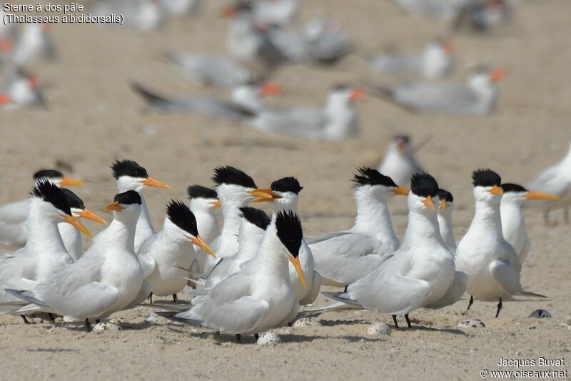 West African Crested Ternadult breeding, habitat, aspect, pigmentation, Reproduction-nesting, colonial reprod.