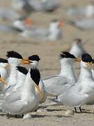 West African Crested Tern