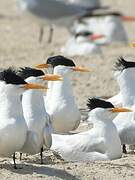 West African Crested Tern