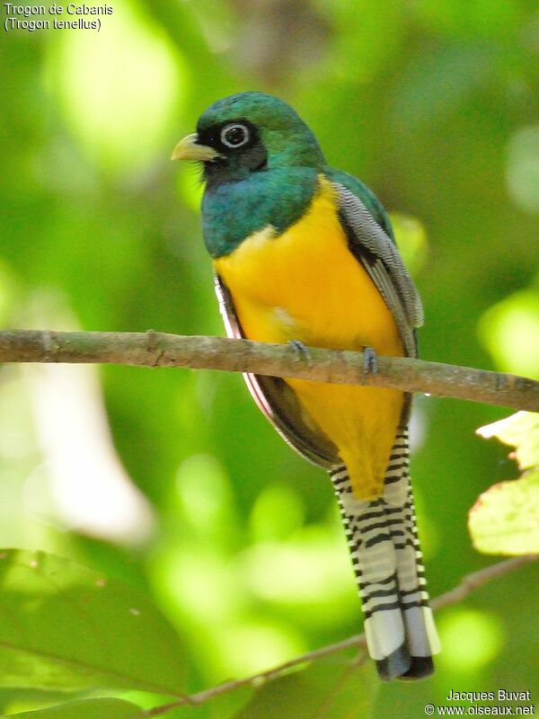 Trogon de Cabanis mâle adulte nuptial, identification, composition, pigmentation