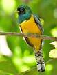 Trogon de Cabanis