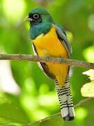 Northern Black-throated Trogon