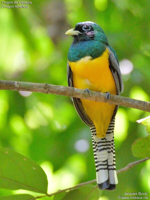 Trogon de Cabanis mâle adulte nuptial, identification, composition, pigmentation