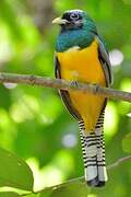 Northern Black-throated Trogon