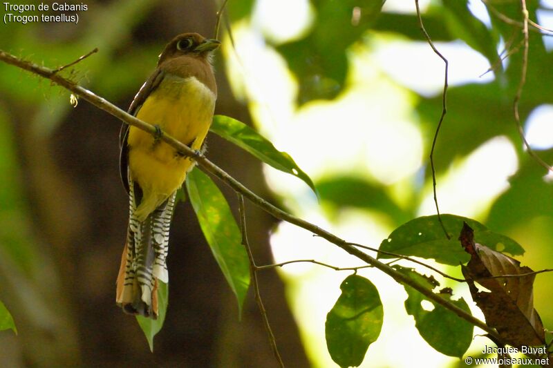 Trogon de Cabanis femelle adulte