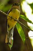 Trogon de Cabanis