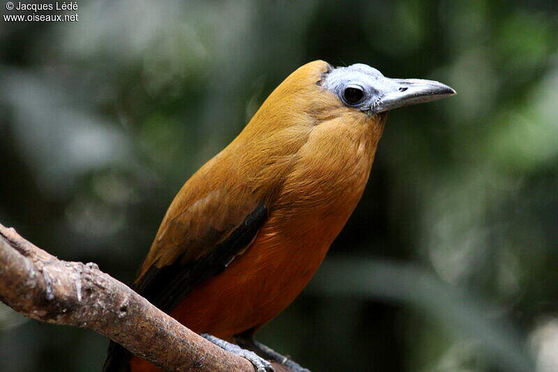 Capuchinbird