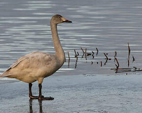 Cygne de Bewick