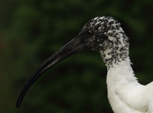 Ibis malgache