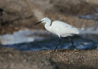 Aigrette garzette