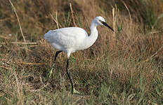 Aigrette garzette